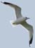 Seagull