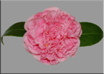Evelyn Poe Pink