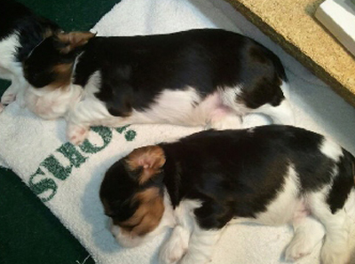 Tri Boys at 3 weeks