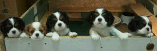 7 weeks