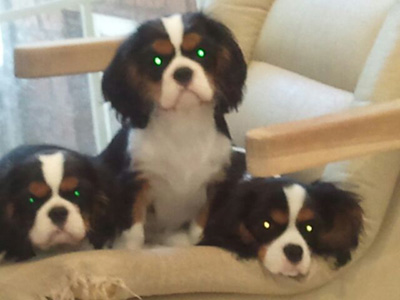 Tri Color Puppies