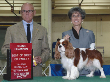 AKC GCH CameliaBay Xacta Zachby