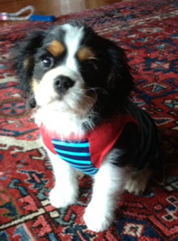 Tri Color Cavalier King Charles Spaniel Puppy