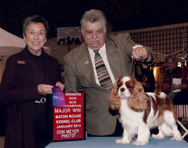 AKC CH CameliaBay Xacta Zackby