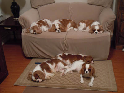 Kennel