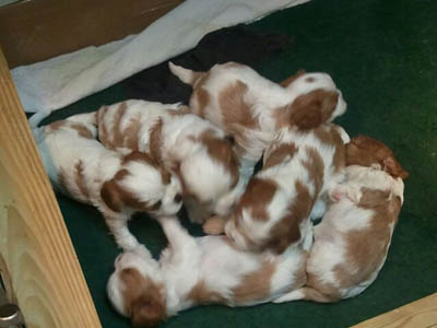 4 weeks