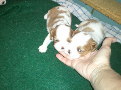 3 weeks