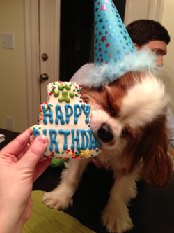 Blenheim Cavalier King Charles Spaniel