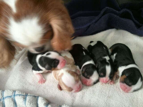 current litter