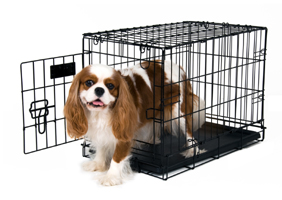 Kennel