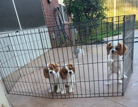 Puppies