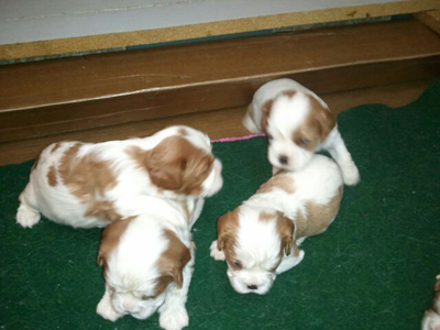 4 boys